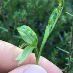 Fire and Orchids ACT Citizen Science Project at Point 5821 - 13 Aug 2021