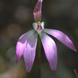 Fire and Orchids ACT Citizen Science Project at Point 26 - 17 Oct 2021