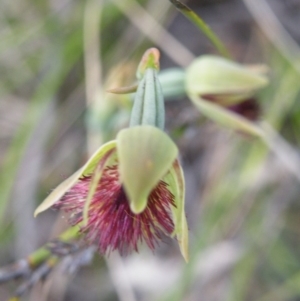 Fire and Orchids ACT Citizen Science Project at Point 5816 - 8 Nov 2016