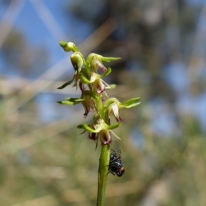 Fire and Orchids ACT Citizen Science Project at Point 5515 - 22 Mar 2022