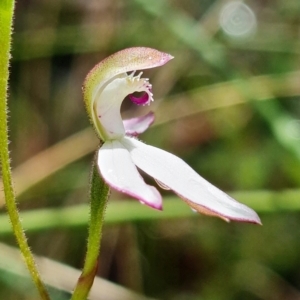 Fire and Orchids ACT Citizen Science Project at Point 26 - 15 Oct 2021