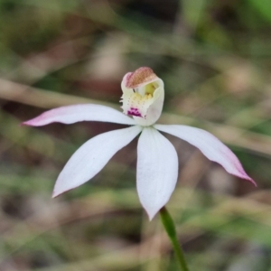 Fire and Orchids ACT Citizen Science Project at Point 26 - 15 Oct 2021