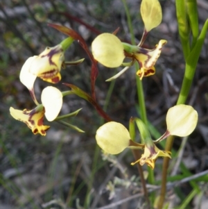 Fire and Orchids ACT Citizen Science Project at Point 114 - 7 Oct 2016