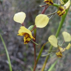 Fire and Orchids ACT Citizen Science Project at Point 114 - 7 Oct 2016