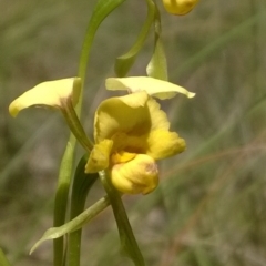 Fire and Orchids ACT Citizen Science Project at Point 16 - 31 Oct 2016