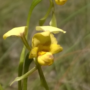 Fire and Orchids ACT Citizen Science Project at Point 16 - 31 Oct 2016