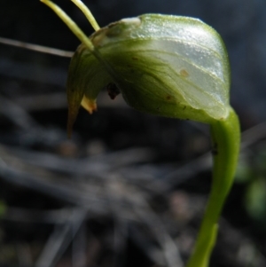 Fire and Orchids ACT Citizen Science Project at Point 5439 - 14 Oct 2016