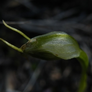 Fire and Orchids ACT Citizen Science Project at Point 5439 - 14 Oct 2016