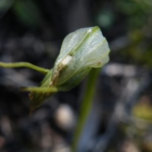 Fire and Orchids ACT Citizen Science Project at Point 5439 - 14 Oct 2016