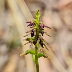 Fire and Orchids ACT Citizen Science Project at Point 5515 - 15 Feb 2022