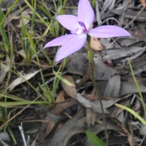 Fire and Orchids ACT Citizen Science Project at Point 114 - 7 Oct 2016