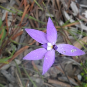 Fire and Orchids ACT Citizen Science Project at Point 114 - 7 Oct 2016