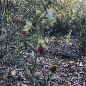 Fire and Orchids ACT Citizen Science Project at Point 60 - 26 Oct 2021