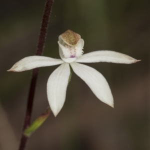 Fire and Orchids ACT Citizen Science Project at Point 5204 - 21 Oct 2021