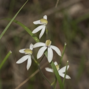 Fire and Orchids ACT Citizen Science Project at Point 5204 - 21 Oct 2021