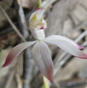 Fire and Orchids ACT Citizen Science Project at Point 5816 - 8 Nov 2016