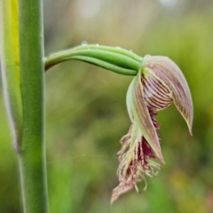 Fire and Orchids ACT Citizen Science Project at Point 5815 - 30 Sep 2021