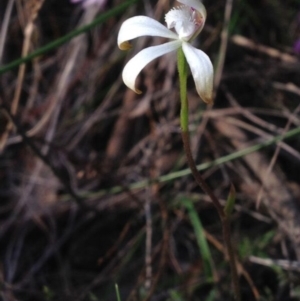 Fire and Orchids ACT Citizen Science Project at Point 16 - 13 Oct 2016