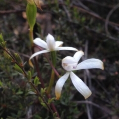 Fire and Orchids ACT Citizen Science Project at Point 16 - 13 Oct 2016