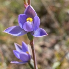 Fire and Orchids ACT Citizen Science Project at Point 5815 - 6 Nov 2022