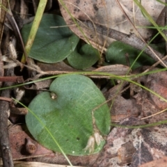 Fire and Orchids ACT Citizen Science Project at Point 4081 - 21 Jun 2017