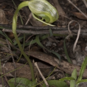 Fire and Orchids ACT Citizen Science Project at Point 5822 - 28 Oct 2016