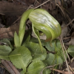 Fire and Orchids ACT Citizen Science Project at Point 5204 - 6 Aug 2017