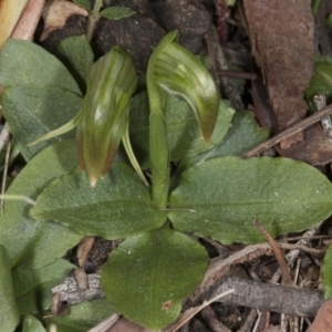 Fire and Orchids ACT Citizen Science Project at Point 5204 - 6 Aug 2017