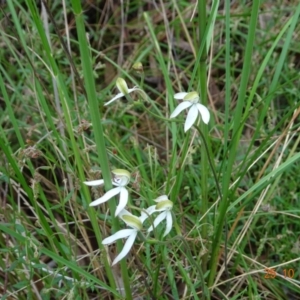 Fire and Orchids ACT Citizen Science Project at Point 5204 - 25 Oct 2022