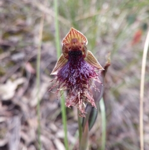 Fire and Orchids ACT Citizen Science Project at Point 3506 - 9 Nov 2016