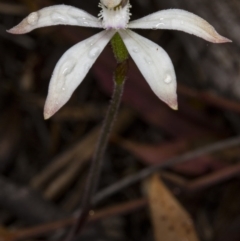 Fire and Orchids ACT Citizen Science Project at Point 20 - 8 Oct 2017