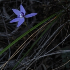 Fire and Orchids ACT Citizen Science Project at Point 60 - 23 Sep 2016