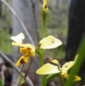 Fire and Orchids ACT Citizen Science Project at Point 5808 - 10 Nov 2016