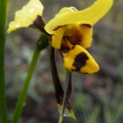 Fire and Orchids ACT Citizen Science Project at Point 5808 - 10 Nov 2016