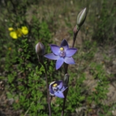 Fire and Orchids ACT Citizen Science Project at Point 5204 - 27 Oct 2021