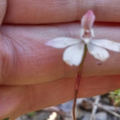 Fire and Orchids ACT Citizen Science Project at Point 5815 - 11 Oct 2016