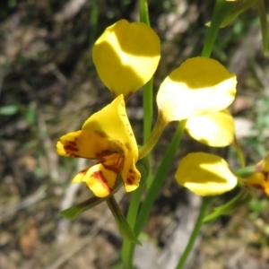 Fire and Orchids ACT Citizen Science Project at Point 5204 - 27 Oct 2021