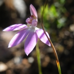 Fire and Orchids ACT Citizen Science Project at Point 5515 - 14 Oct 2016