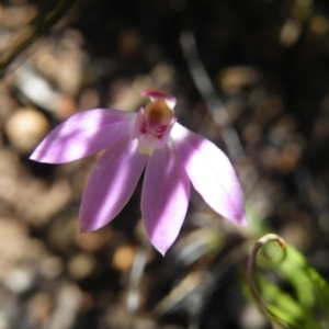 Fire and Orchids ACT Citizen Science Project at Point 5515 - 14 Oct 2016