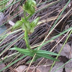 Fire and Orchids ACT Citizen Science Project at Point 4712 - 28 Aug 2021