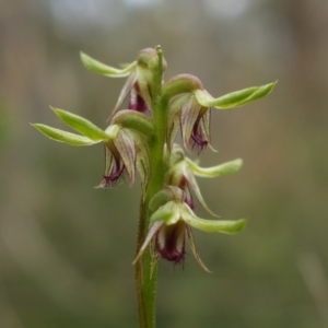 Fire and Orchids ACT Citizen Science Project at Point 5515 - 15 Feb 2022