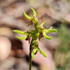 Fire and Orchids ACT Citizen Science Project at Point 5515 - 15 Feb 2022