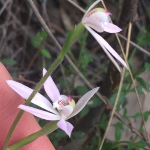 Fire and Orchids ACT Citizen Science Project at Point 5204 - 17 Sep 2021