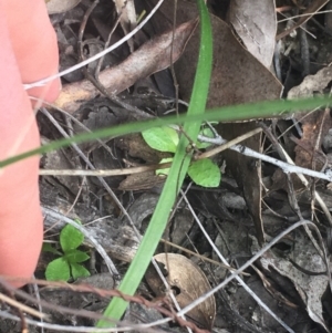 Fire and Orchids ACT Citizen Science Project at Point 5204 - 17 Sep 2021