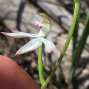 Fire and Orchids ACT Citizen Science Project at Point 4910 - 8 Oct 2021