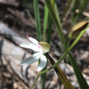 Fire and Orchids ACT Citizen Science Project at Point 4910 - 8 Oct 2021