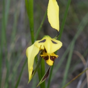 Fire and Orchids ACT Citizen Science Project at Point 5816 - 8 Nov 2016