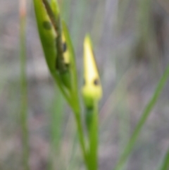 Fire and Orchids ACT Citizen Science Project at Point 5816 - 8 Nov 2016