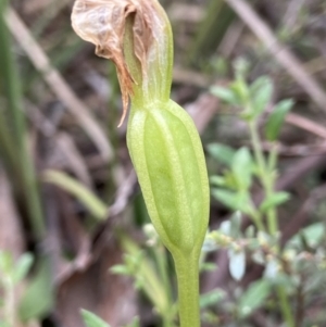 Fire and Orchids ACT Citizen Science Project at Point 5204 - 5 Oct 2021