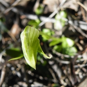 Fire and Orchids ACT Citizen Science Project at Point 5816 - 27 Sep 2016